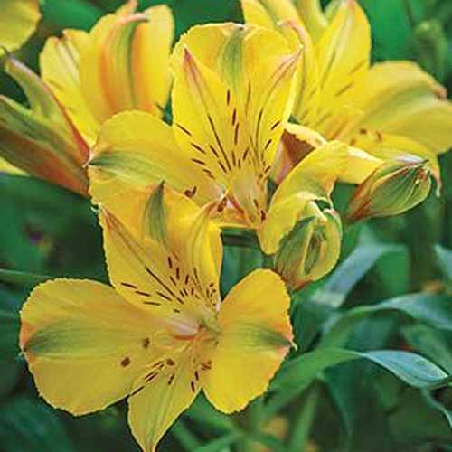 Yellow Peruvian Lily Earrings